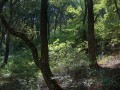 Войниковец