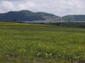 Реколта